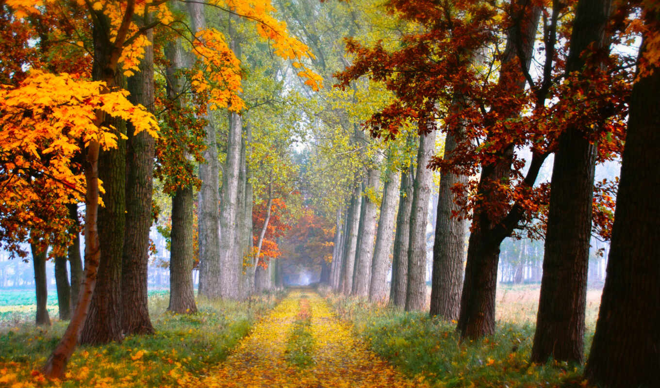 природа, лист, дерево, дорога, осень