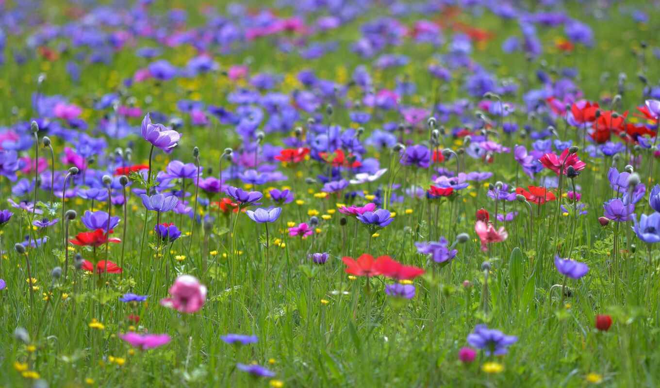 цветы, поле, красивый, purple, букет
