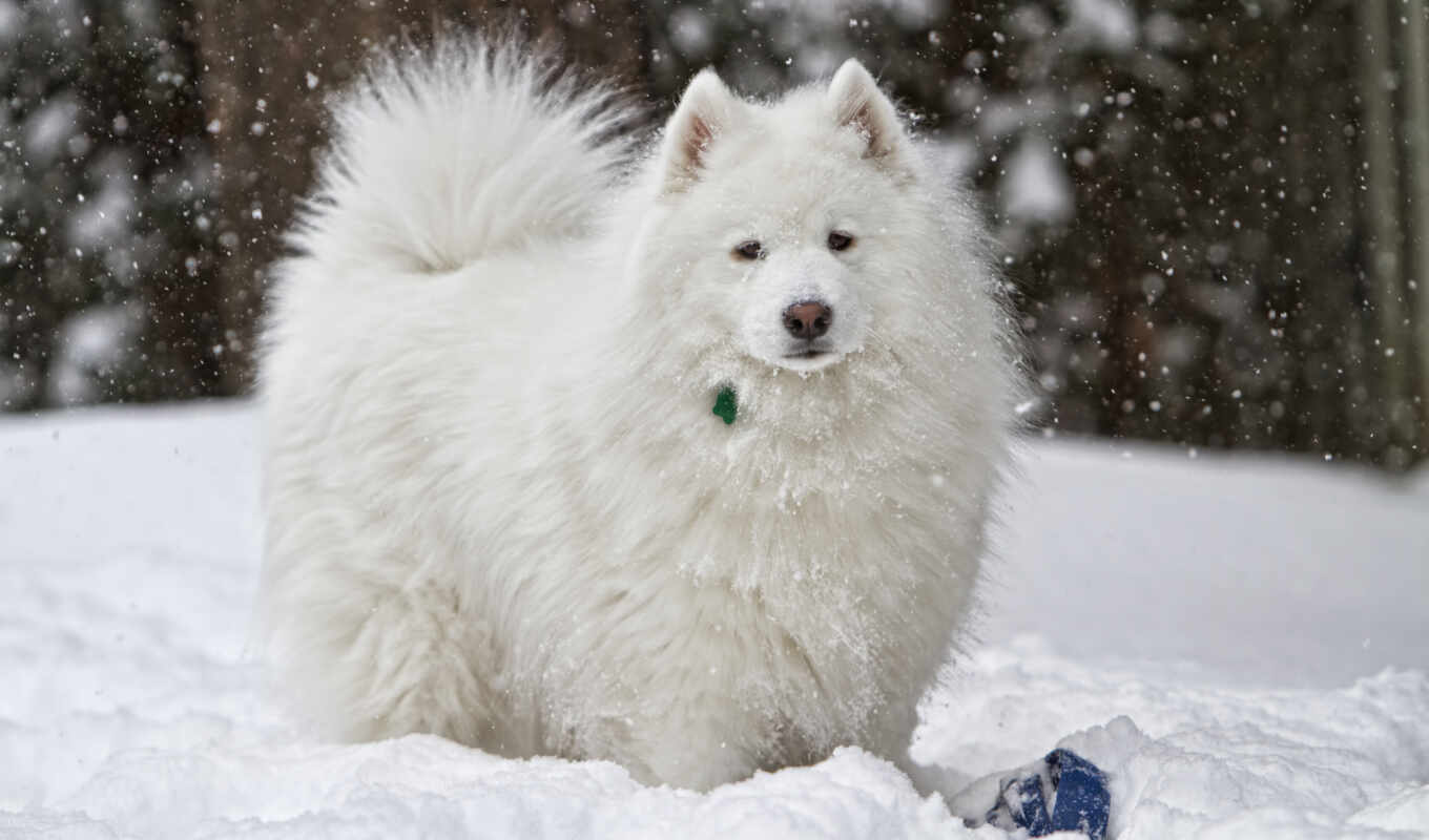 white, снег, сова, собака, хаски, порода, уход, shaggy, samoyed, samoedskii
