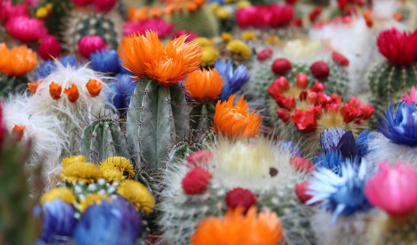 flowers, garden, cactus