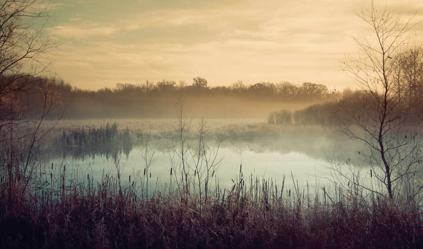 озеро, дерево, water, landscape, осень, утро, туман, mist