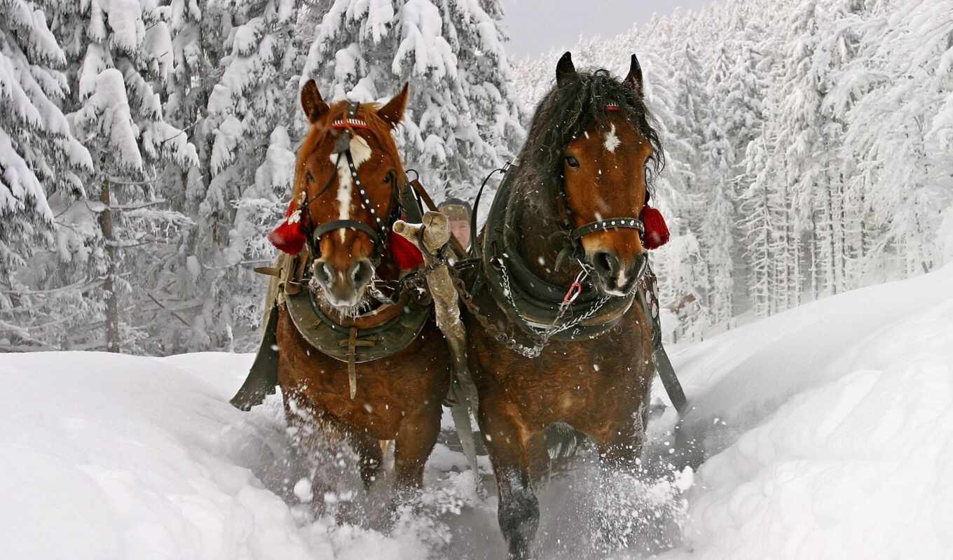 снег, winter, лошади, сани