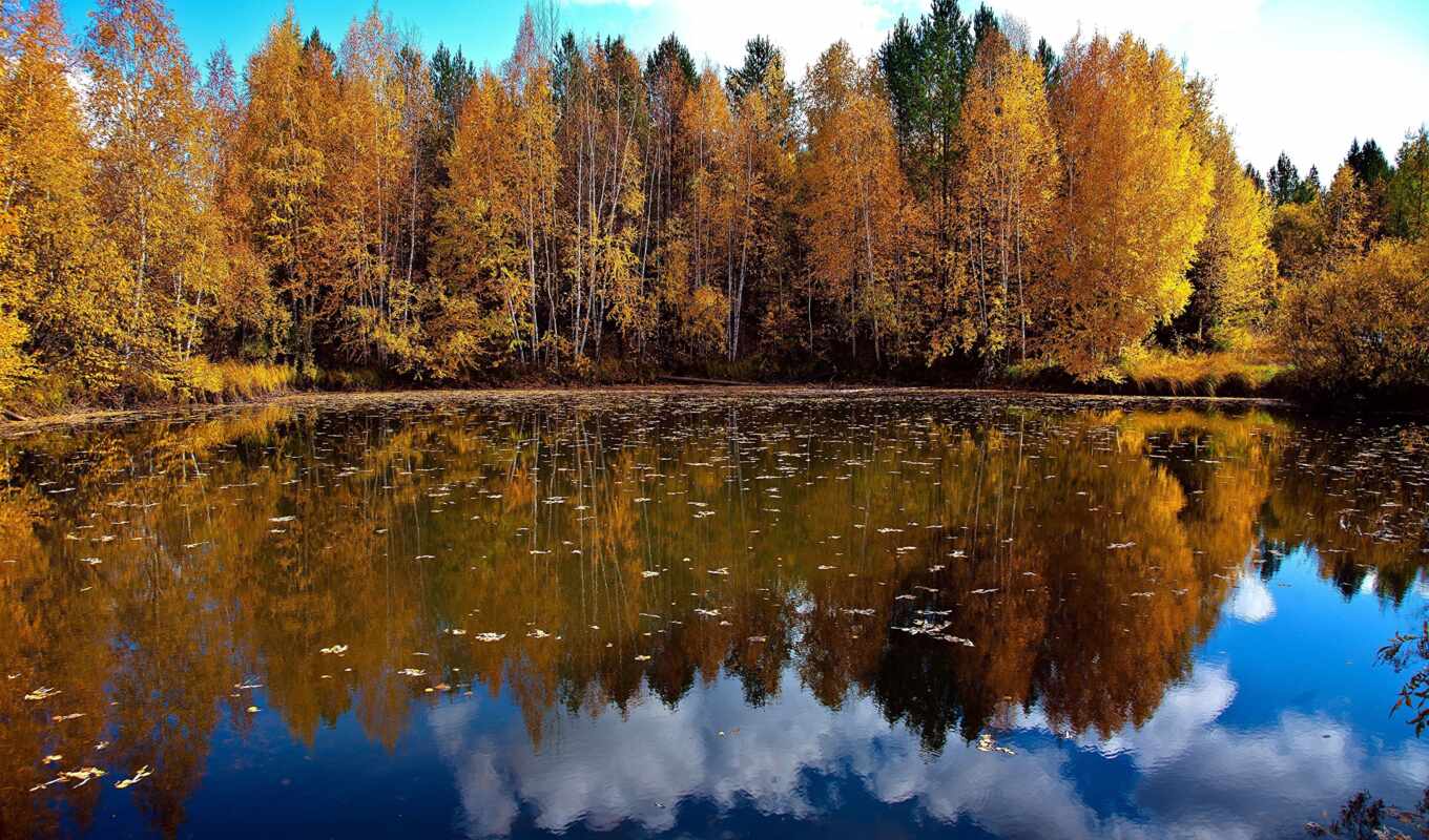 природа, water, лес, осень, листва, отражение, озера