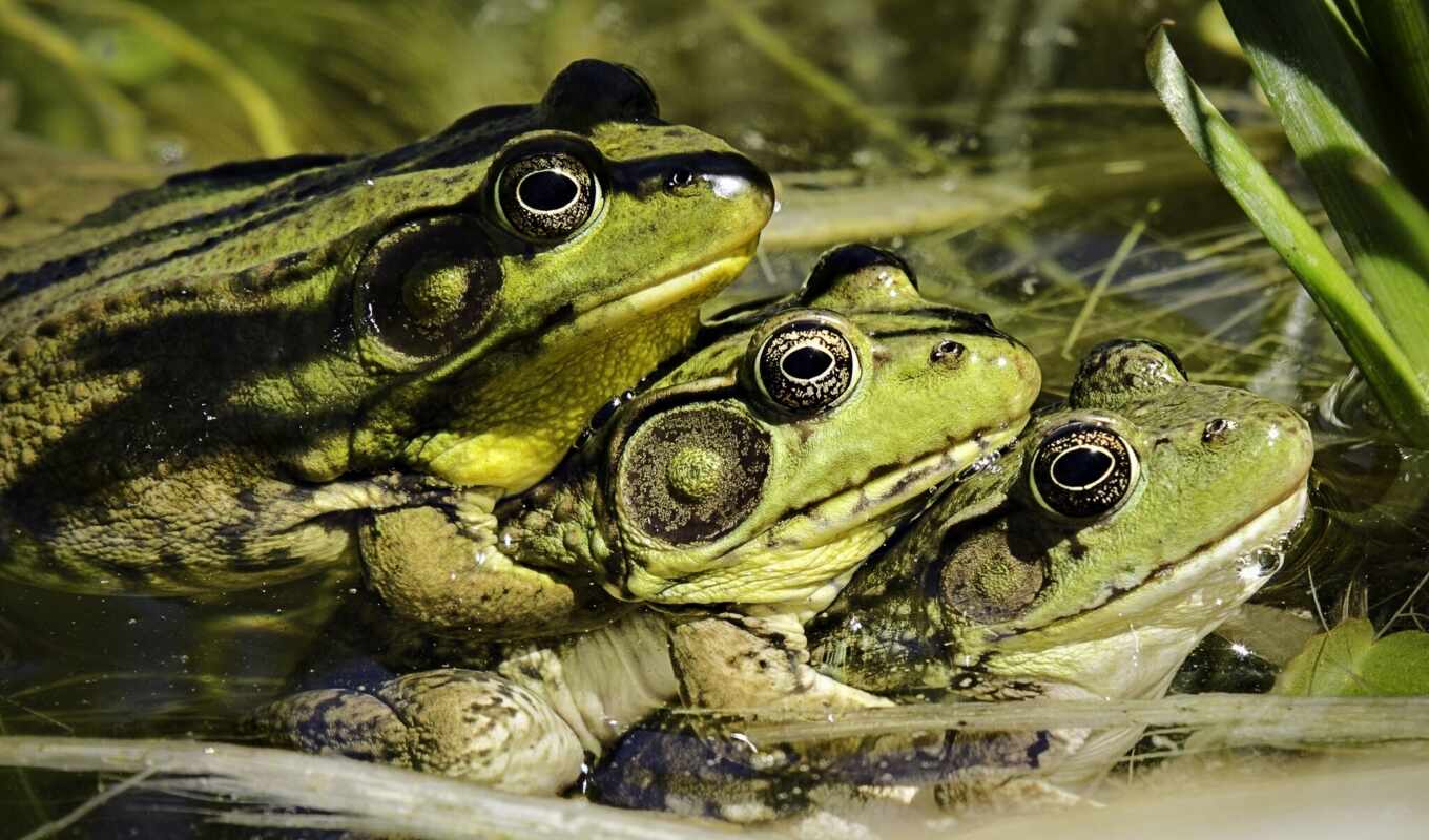 green, frog, plan, large, on, lizard, zhivotnye, plan, frogs, grenouille