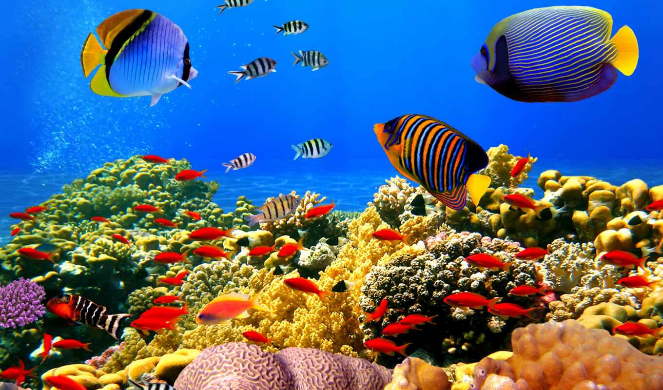 широкоформатные, world, fish, travel, underwater, coral, pisces