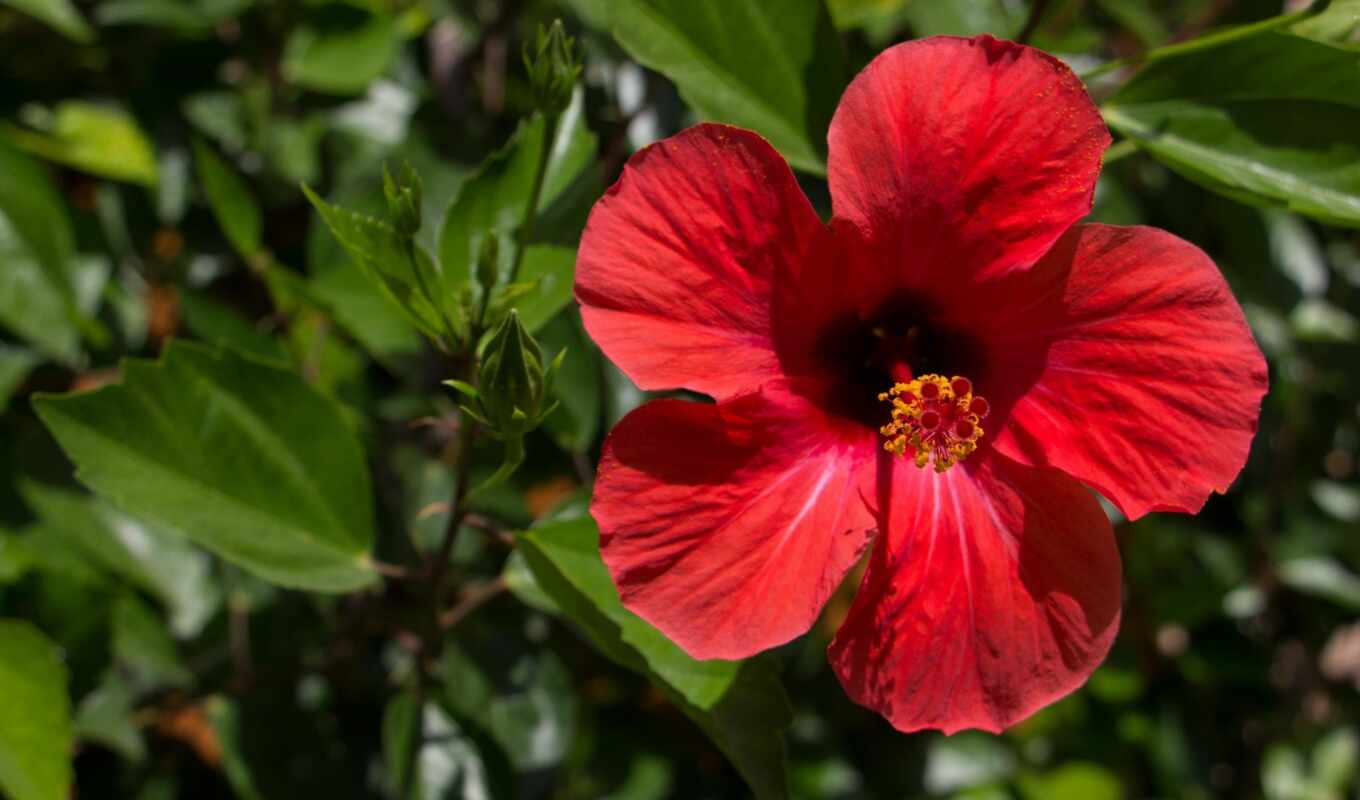 hawaii, hibiscus, hawaiian, русский,