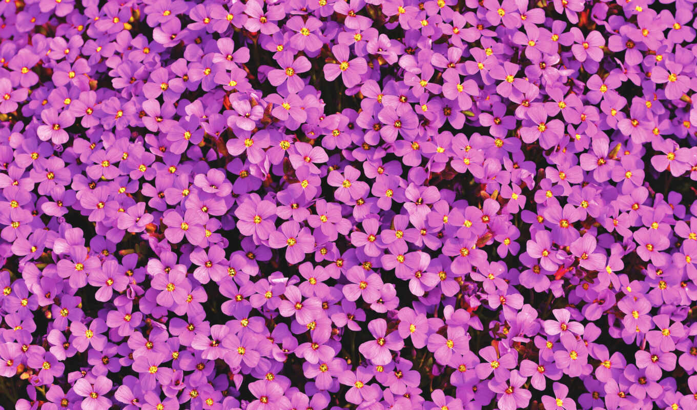 цветы, purple, лепесток, color, cvety, nail, jersey, балахон