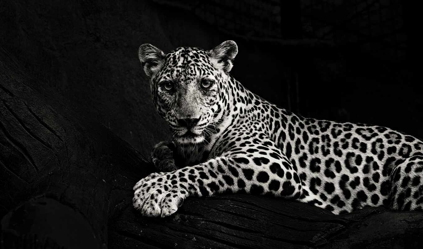 black, channel, cat, big, left, leopard, tiger, jaguar, a cap, youtube, permission