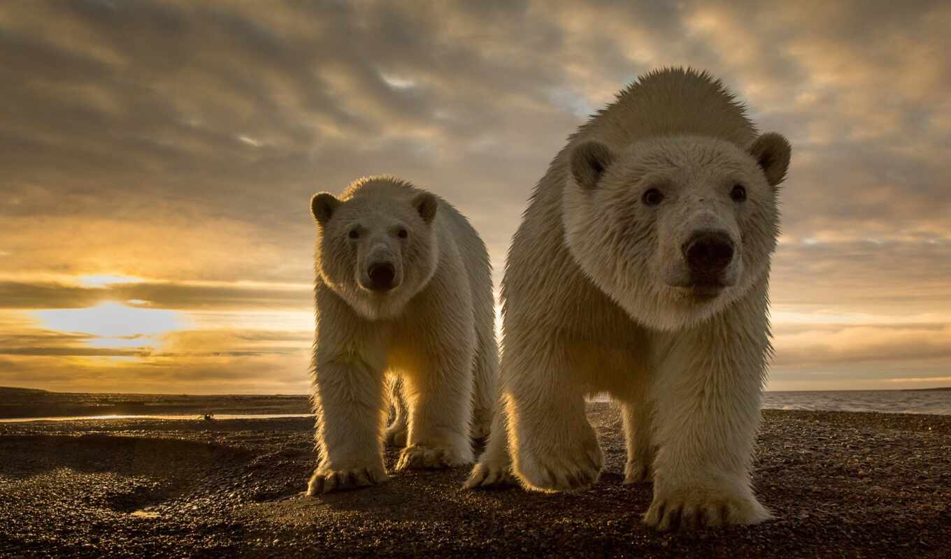 white, free, background, picture, sunset, sand, bear, animal, invasion, permission