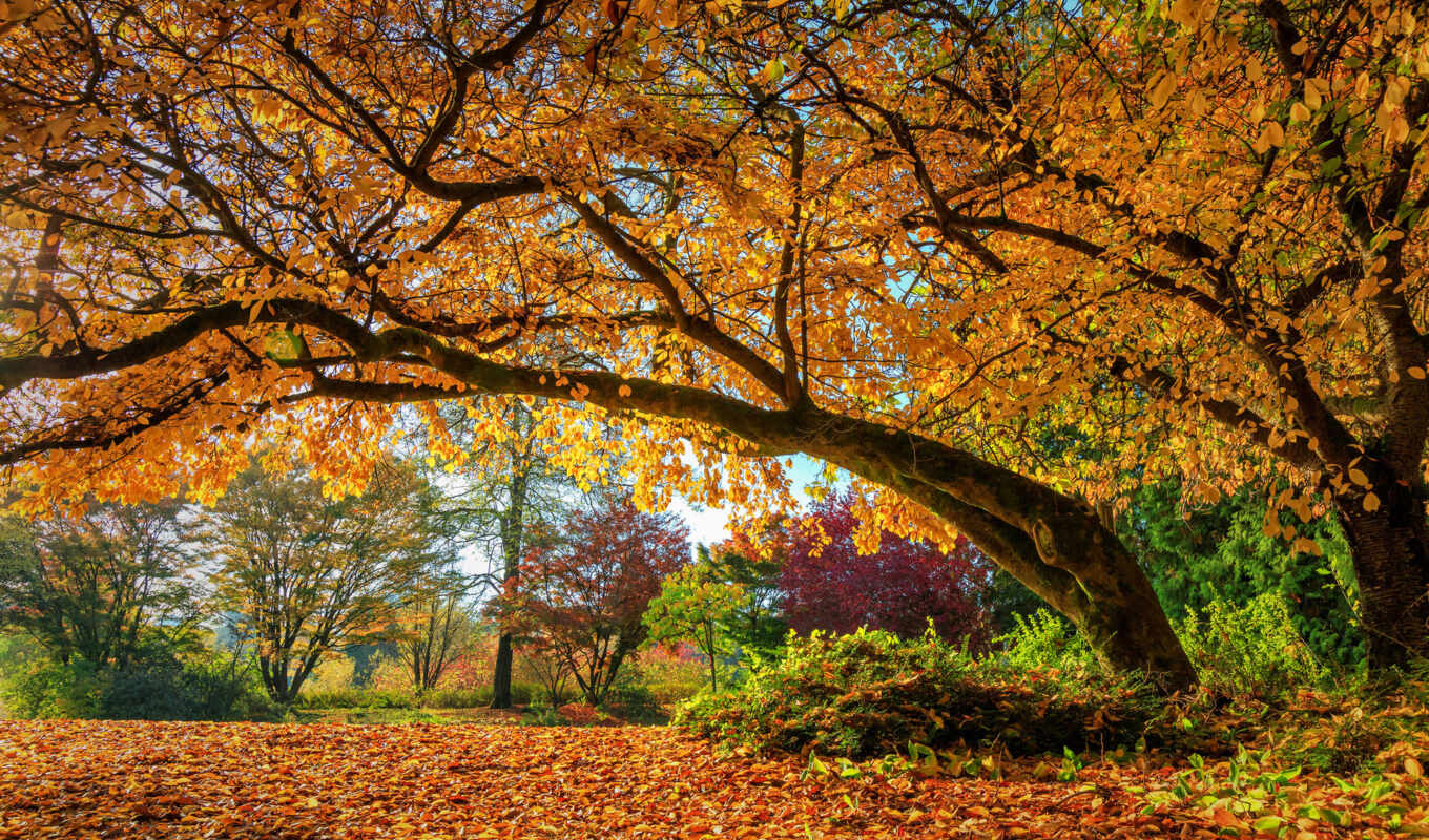 природа, лист, дерево, осень, fore