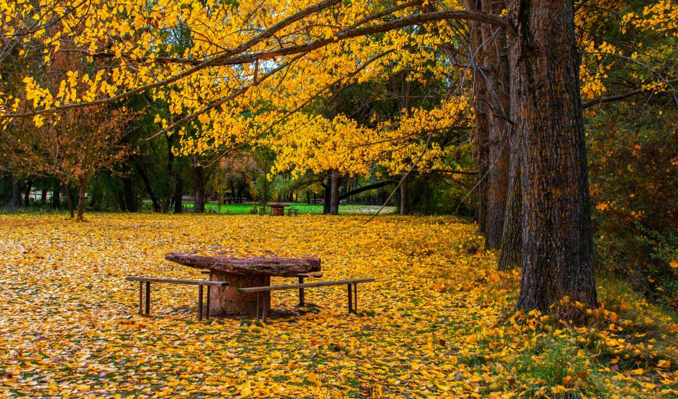 autumn, park, bench