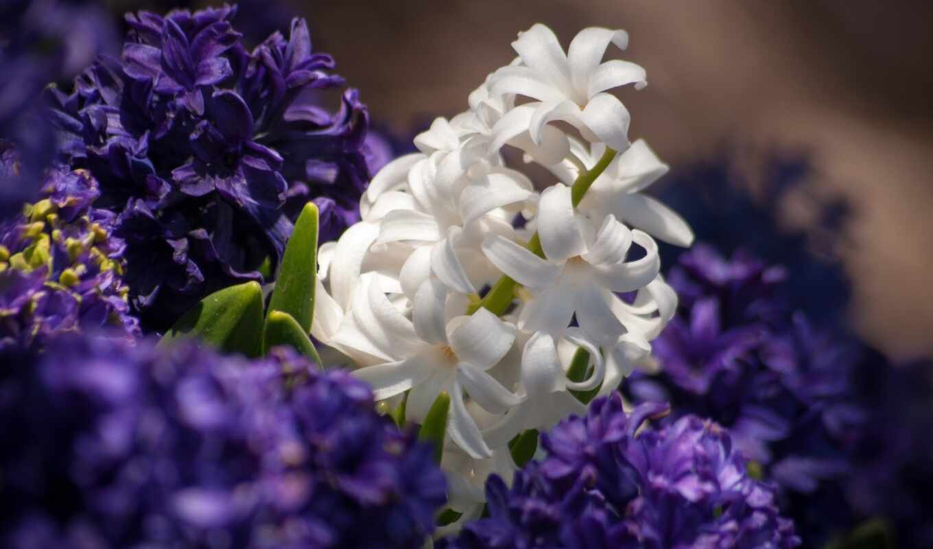 desktop, flowers, hyacin, hyacinth