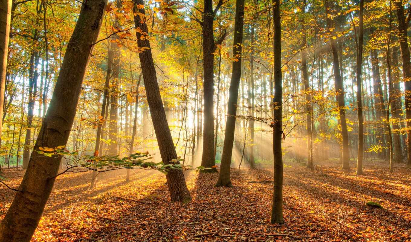 nature, light, forest, autumn, trees, suns, rays, backgrounds