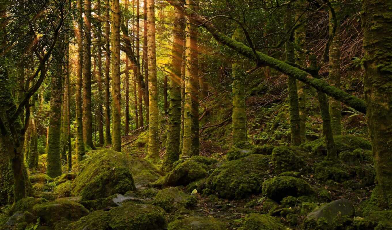 природа, desktop, free, лес, great, lumina