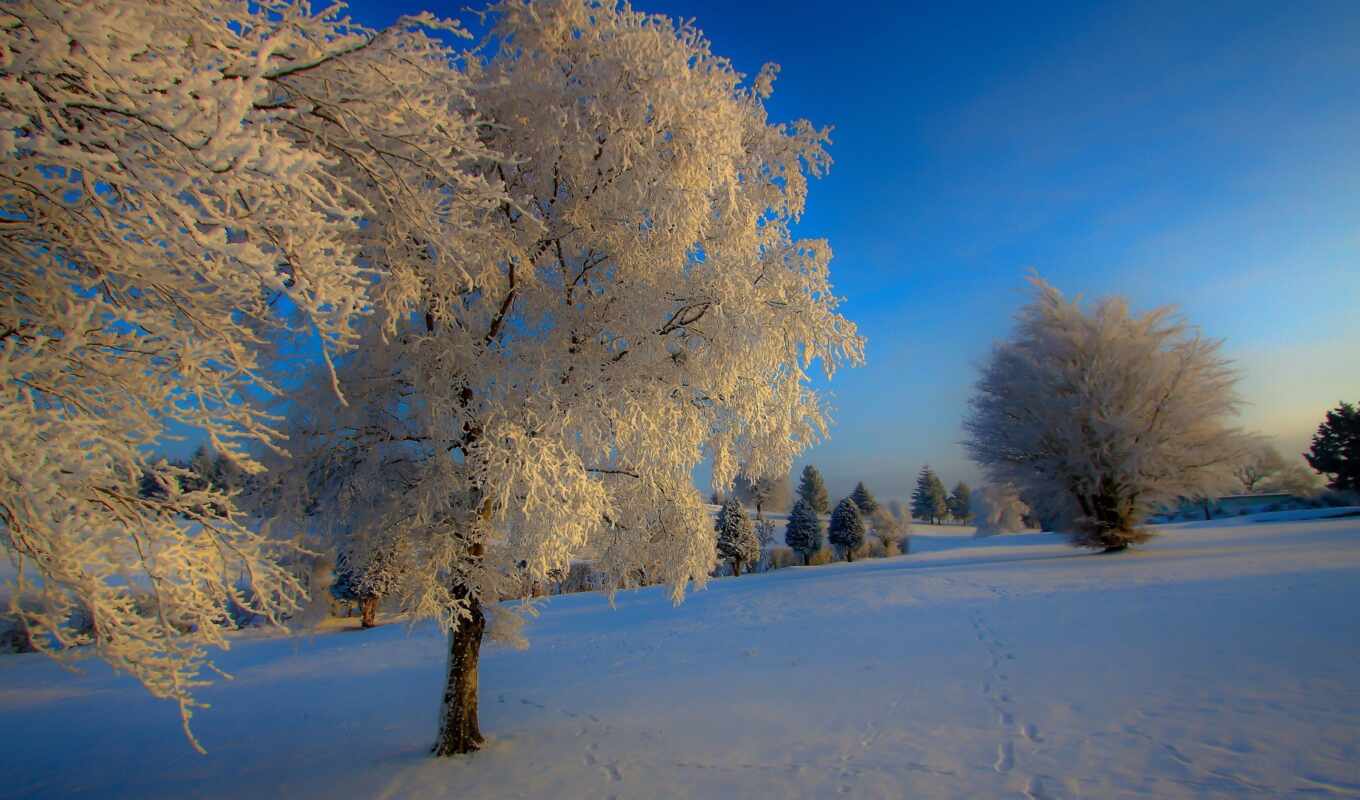 природа, sony, дерево, снег, winter, иний, trees, зимняя
