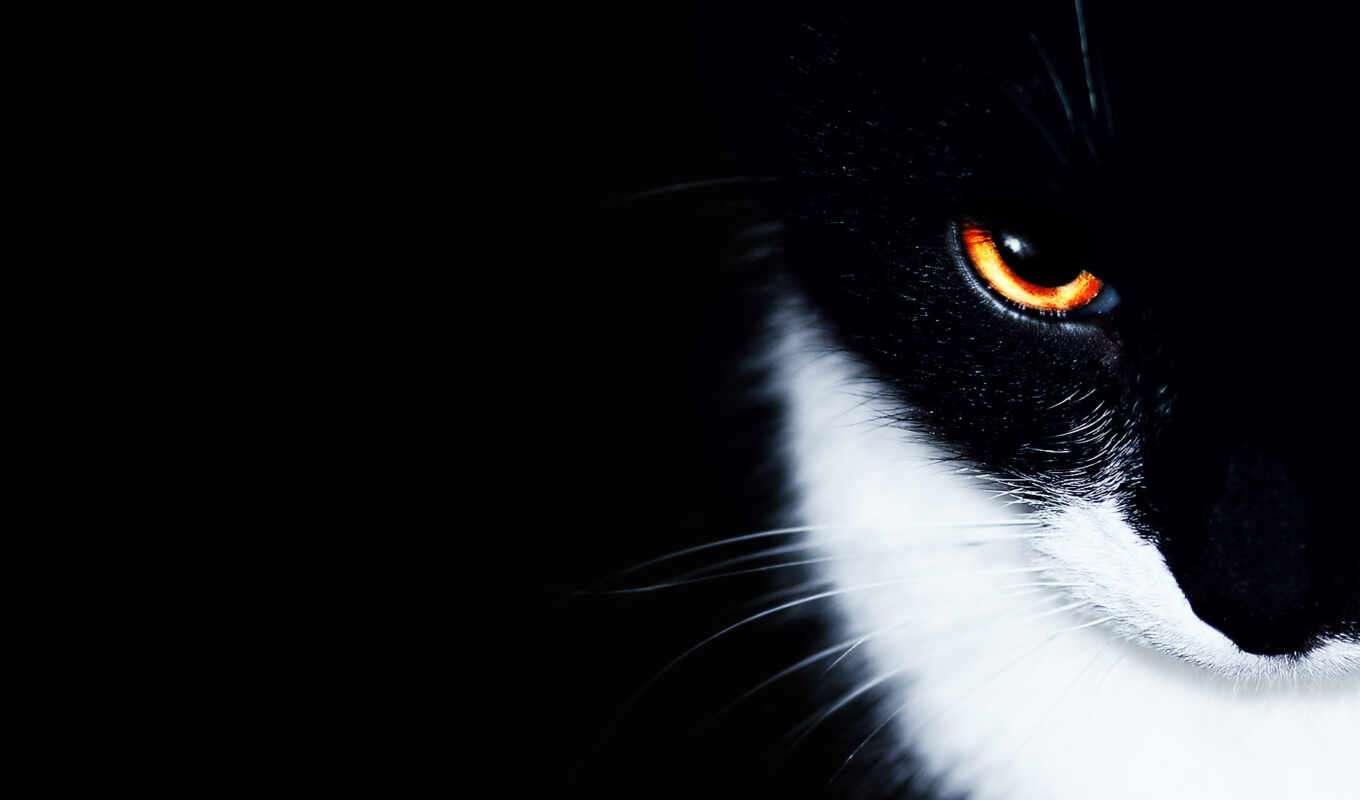 black, кот, кошки, минимализм