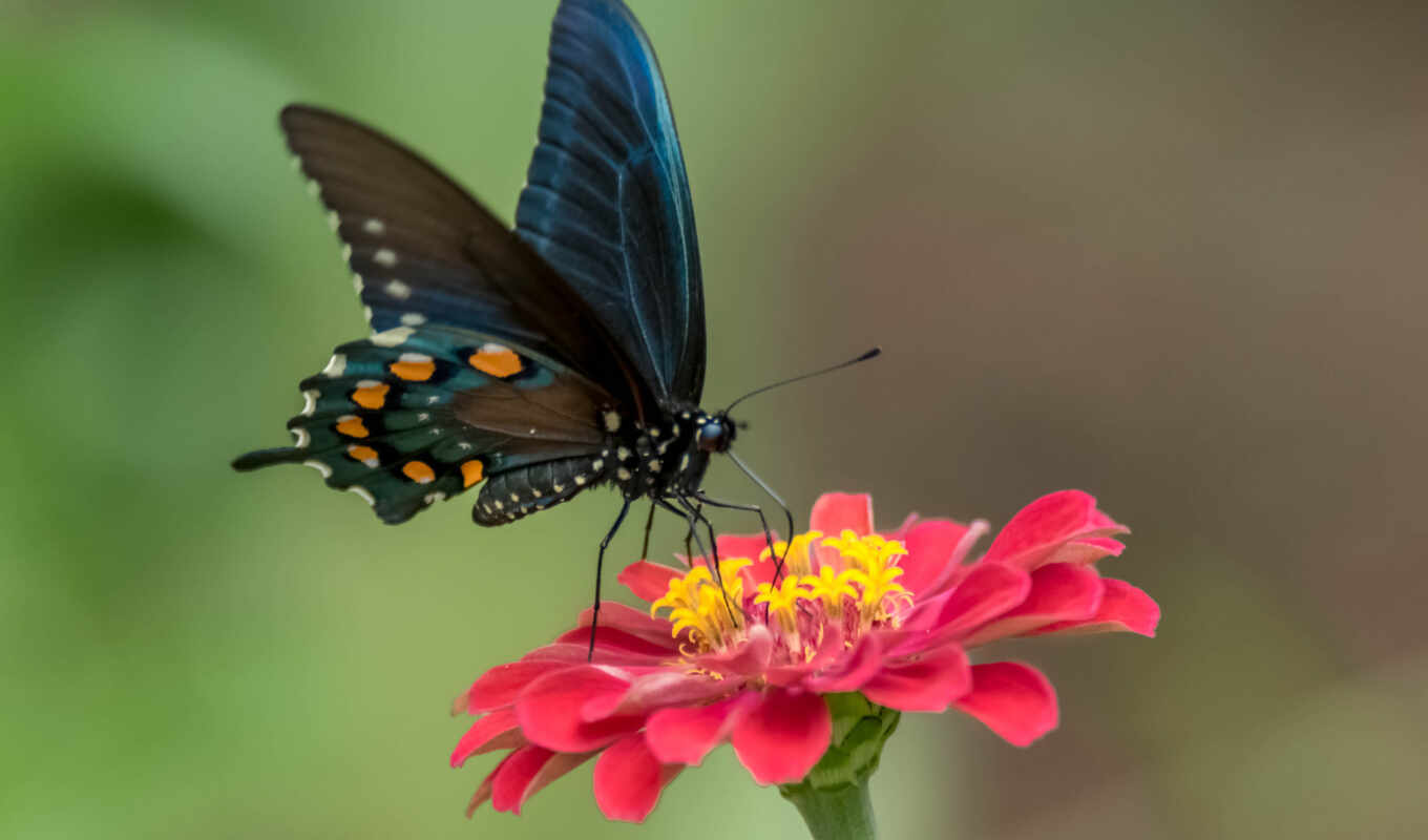 природа, цветы, макро, бабочка, крылья, nasekomyi