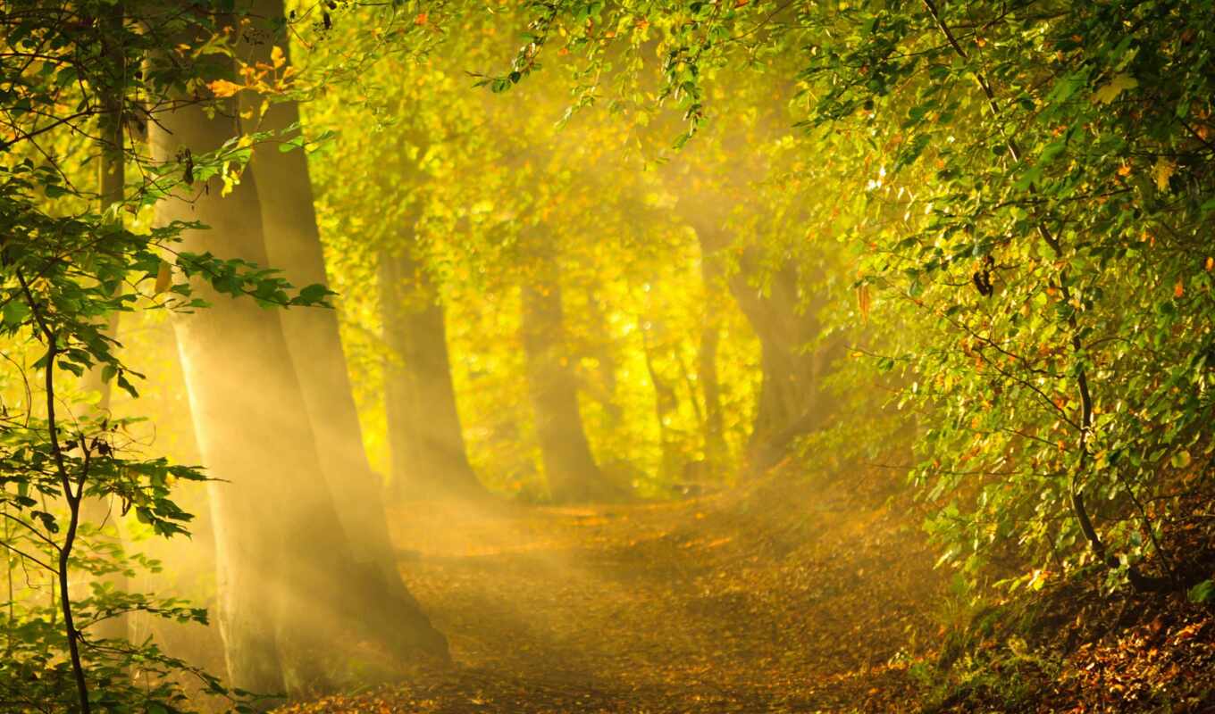 house, лист, sun, дерево, красавица, осень, который, критерий, cosmopolitan, вера