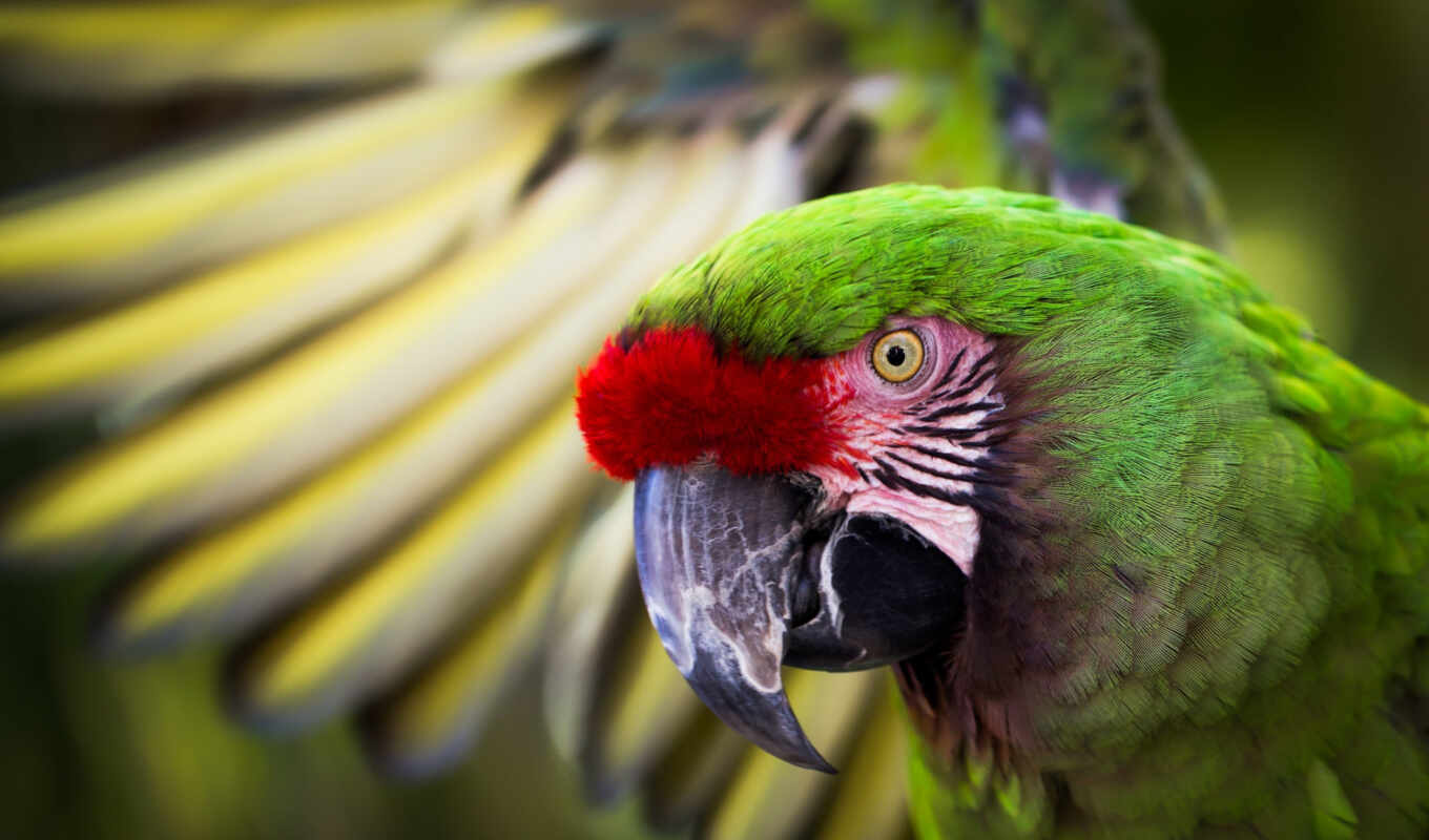 view, comment, green, great, bird, a parrot, macaw, youtube, bird, peeping, krylo