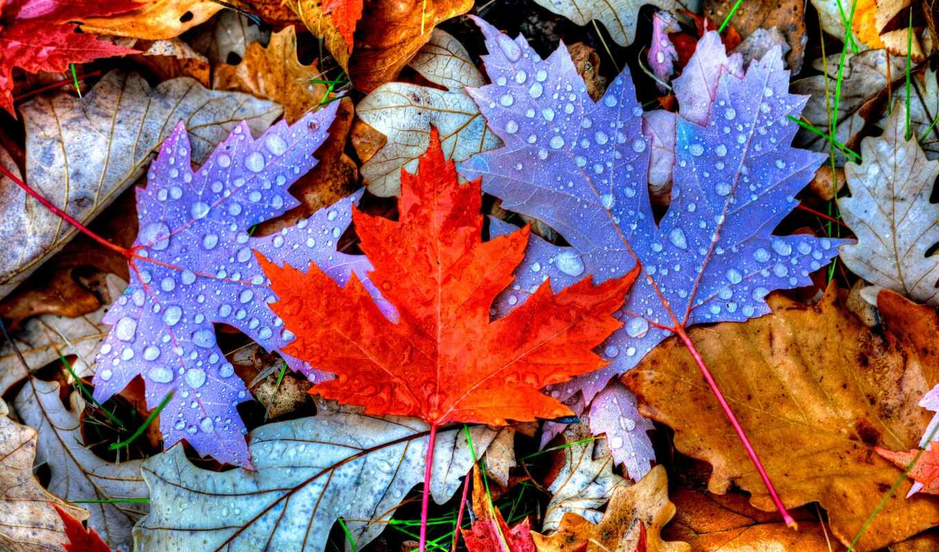 природа, лист, краска, дерево, смотреть, осень, листва, maple, фотопанно, фотообои