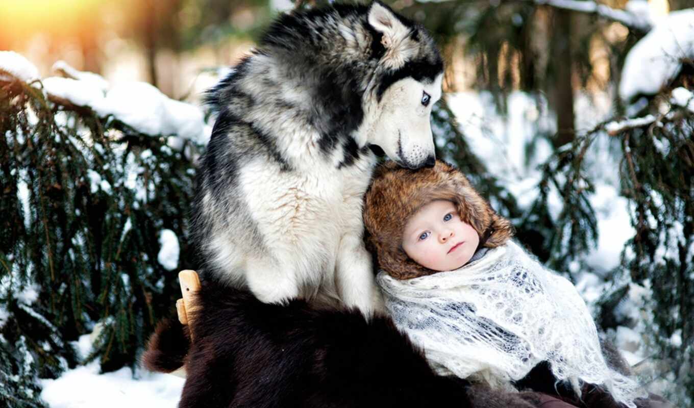 природа, art, снег, winter, собака, хаски, волк, baby, плакат, уход, fore