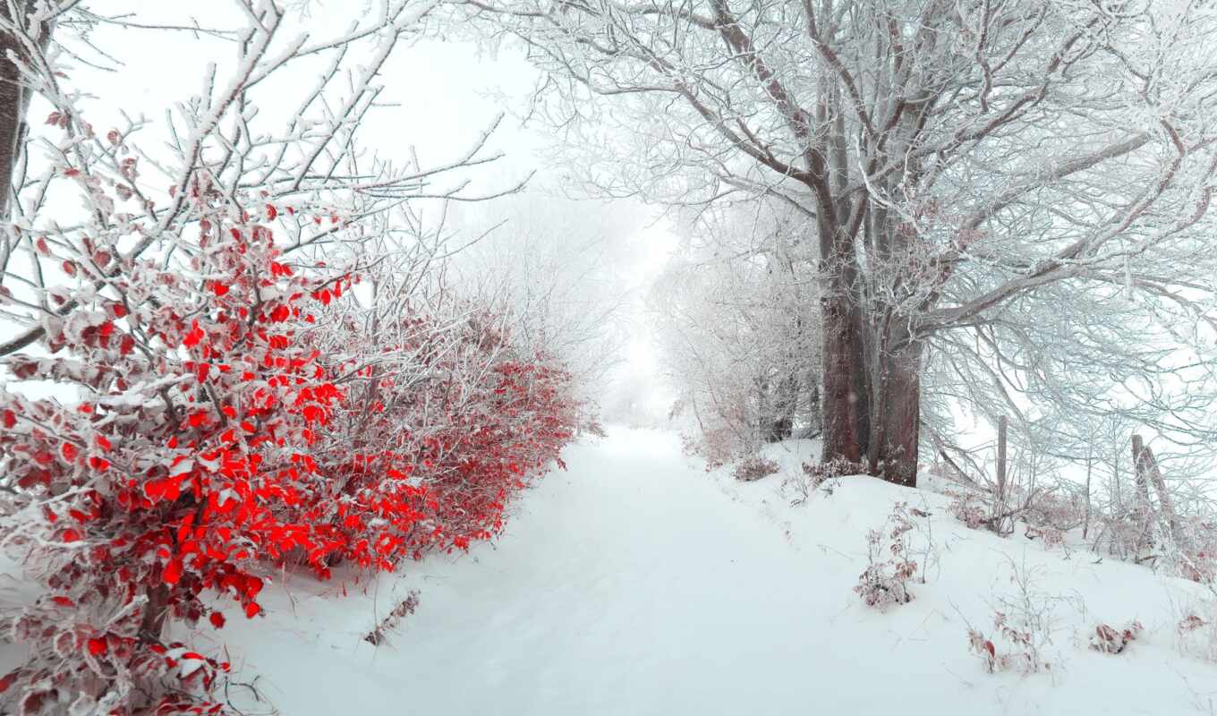 природа, red, листья, снег, winter, каталог, пасть, деревьями