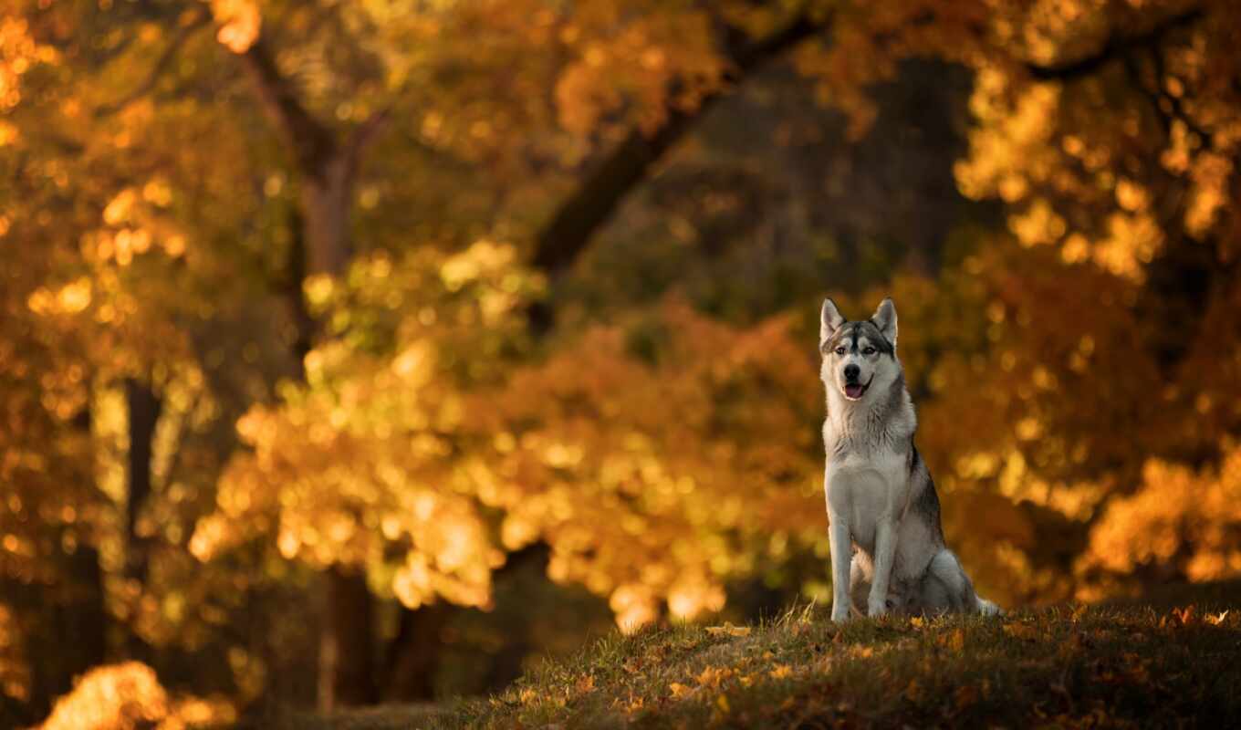 dog, autumn, January, puppy, dogs, husky, foliage, muzzle, яndex