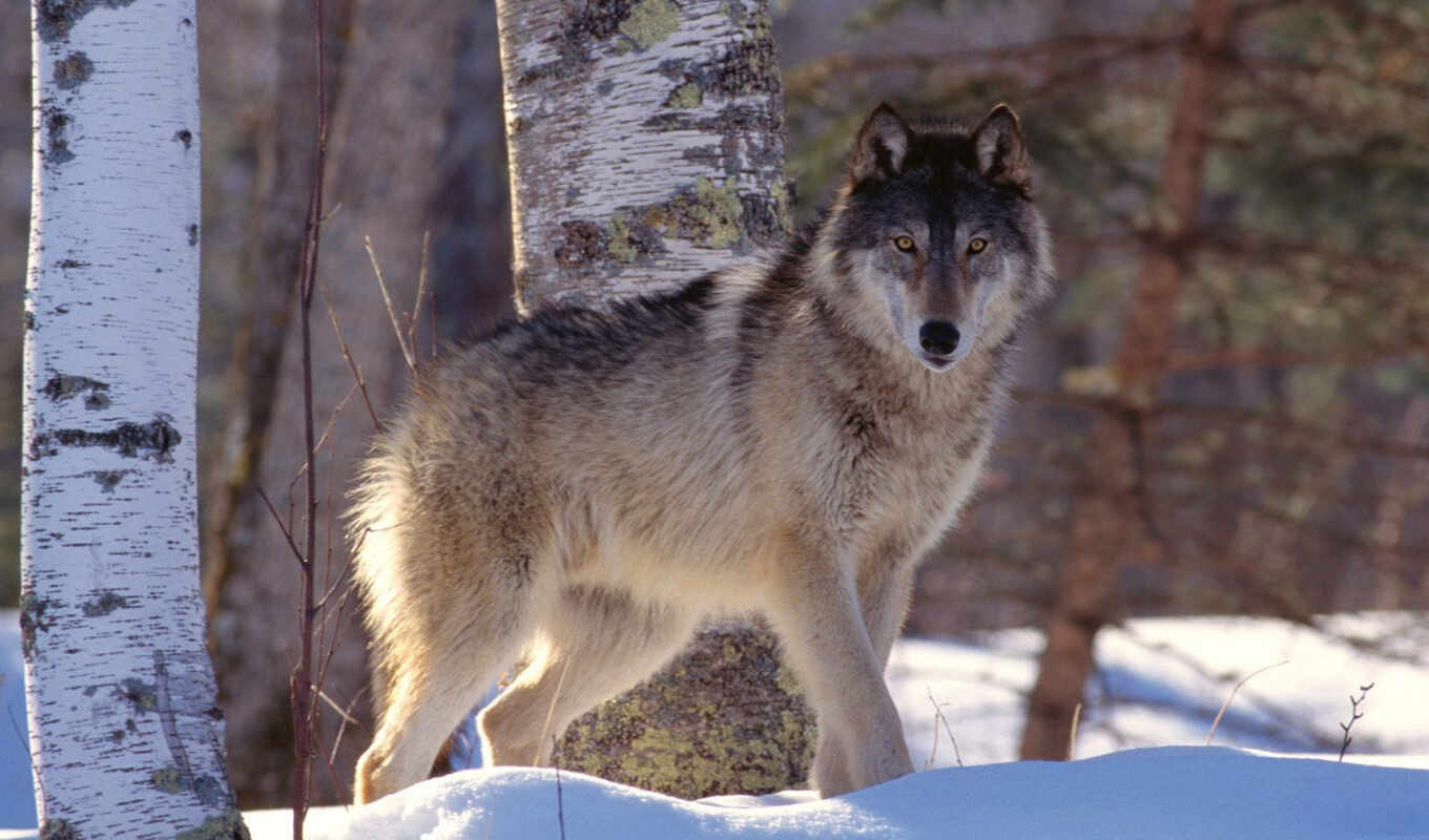 яndex, wolf, wolves, card, north