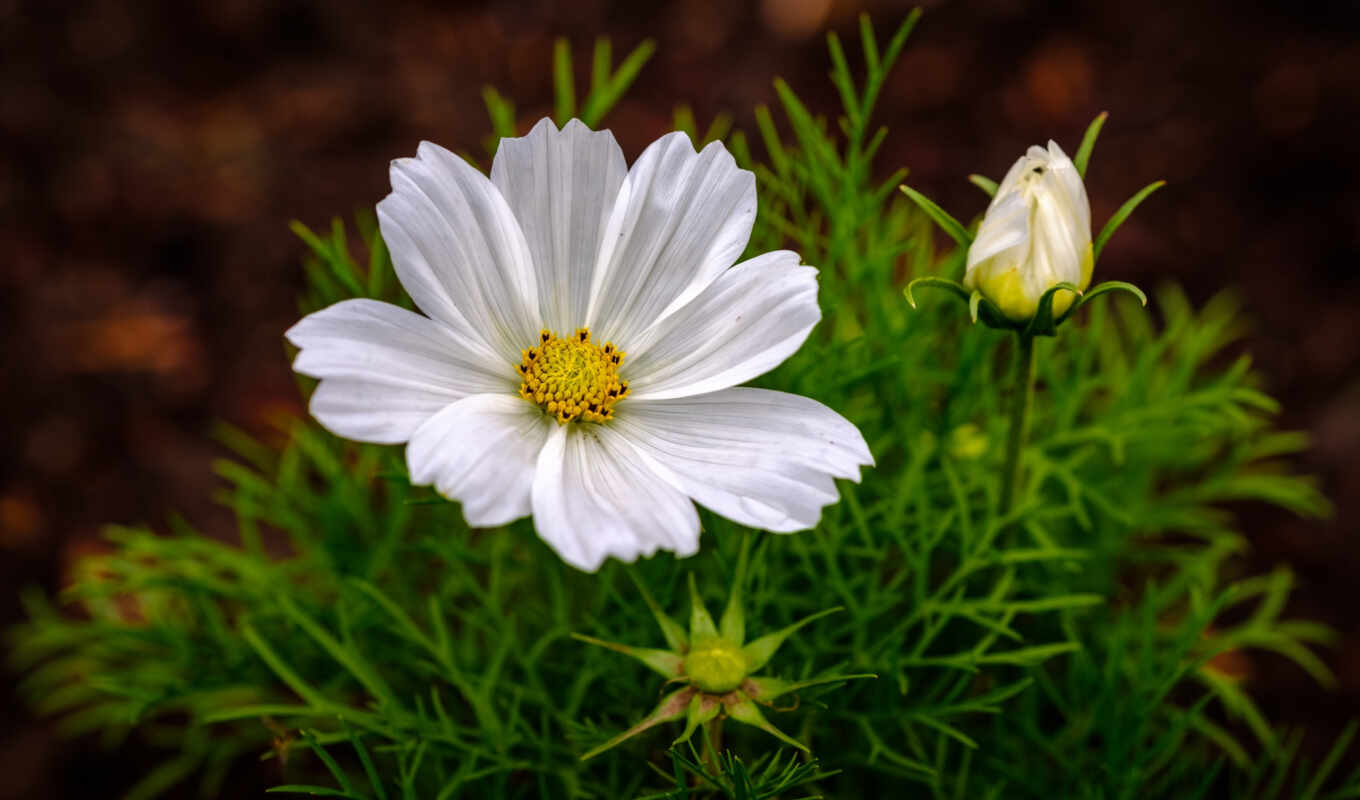 flowers, white, cosmo, seed, cosmea, space