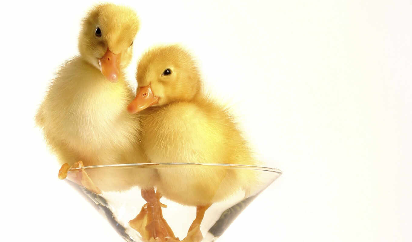 cute, duck, bird, animal, shadow, young