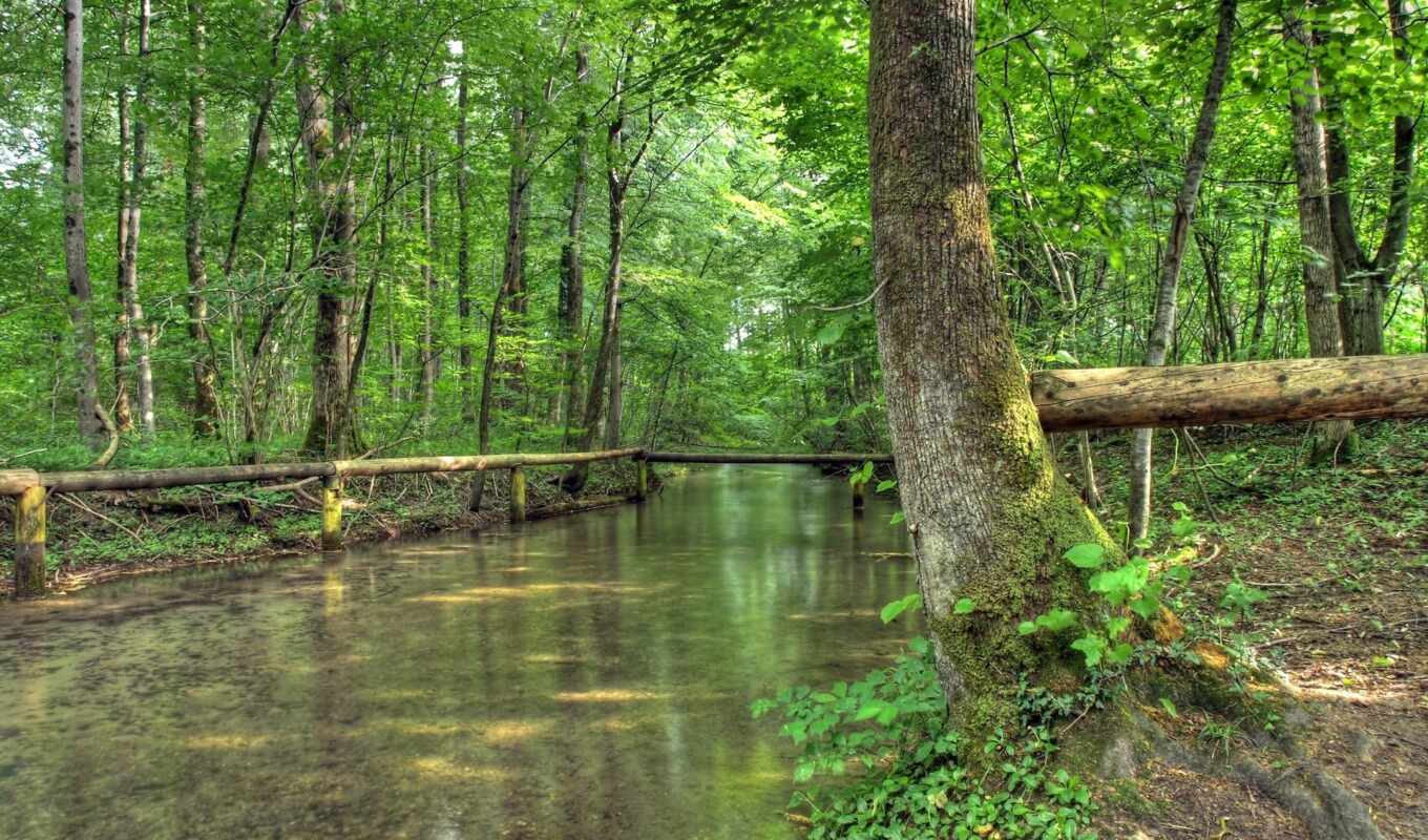 природа, лес, лесу, красивый, река, ручей, весной, весеннем