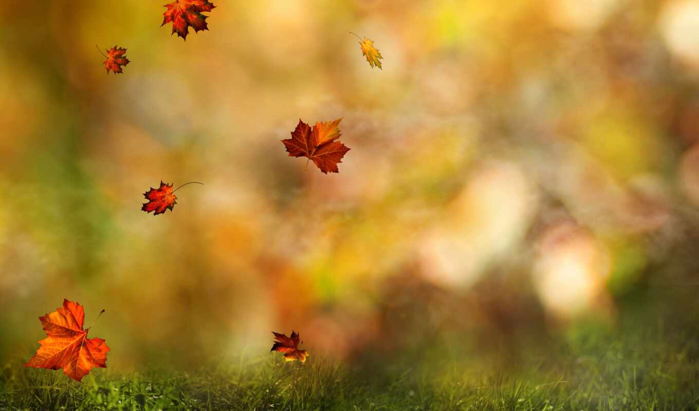nature, picture, grass, autumn, foliage, branch, autumn