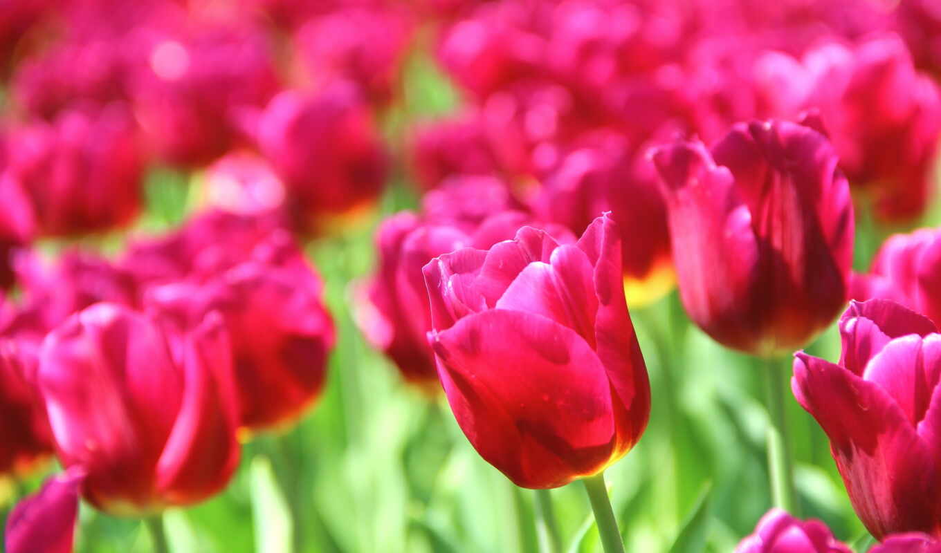 nature, you, beautiful, flowers, pink, tulips, cvety