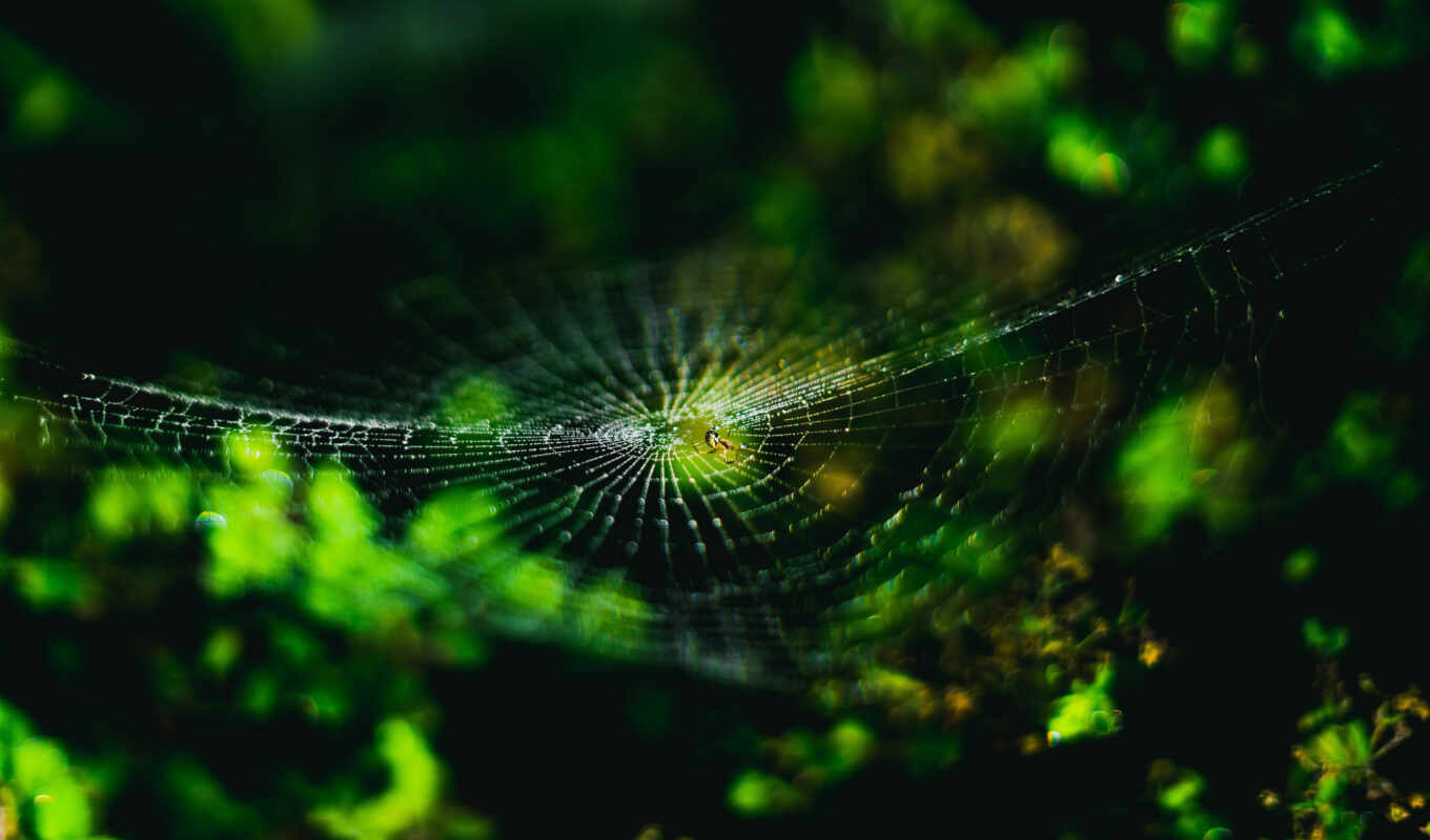 web, паук, насекомое, первую, ultra