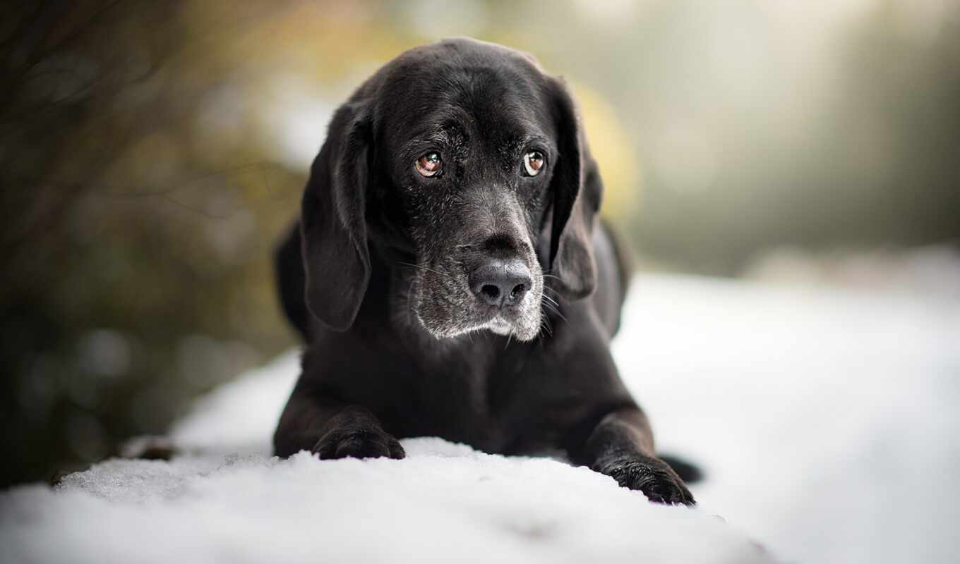 snow, dog, puppy, Labrador, side, noir, retriever, inflammation, neitrofil, neitrofilnyi