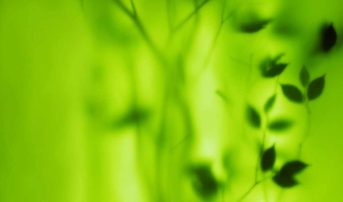 glass, free, sheet, green, plant, color, green, grimace, zapotet