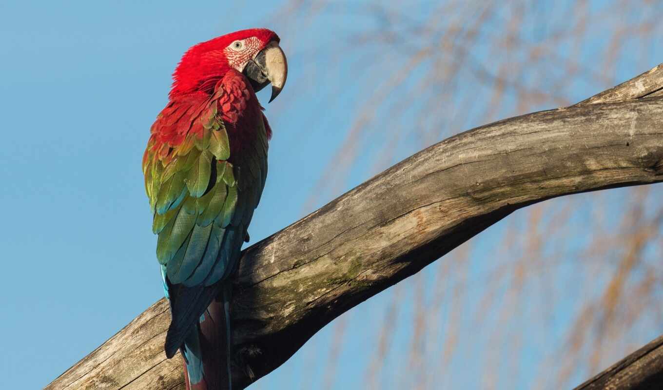 птица, попугай, macaw