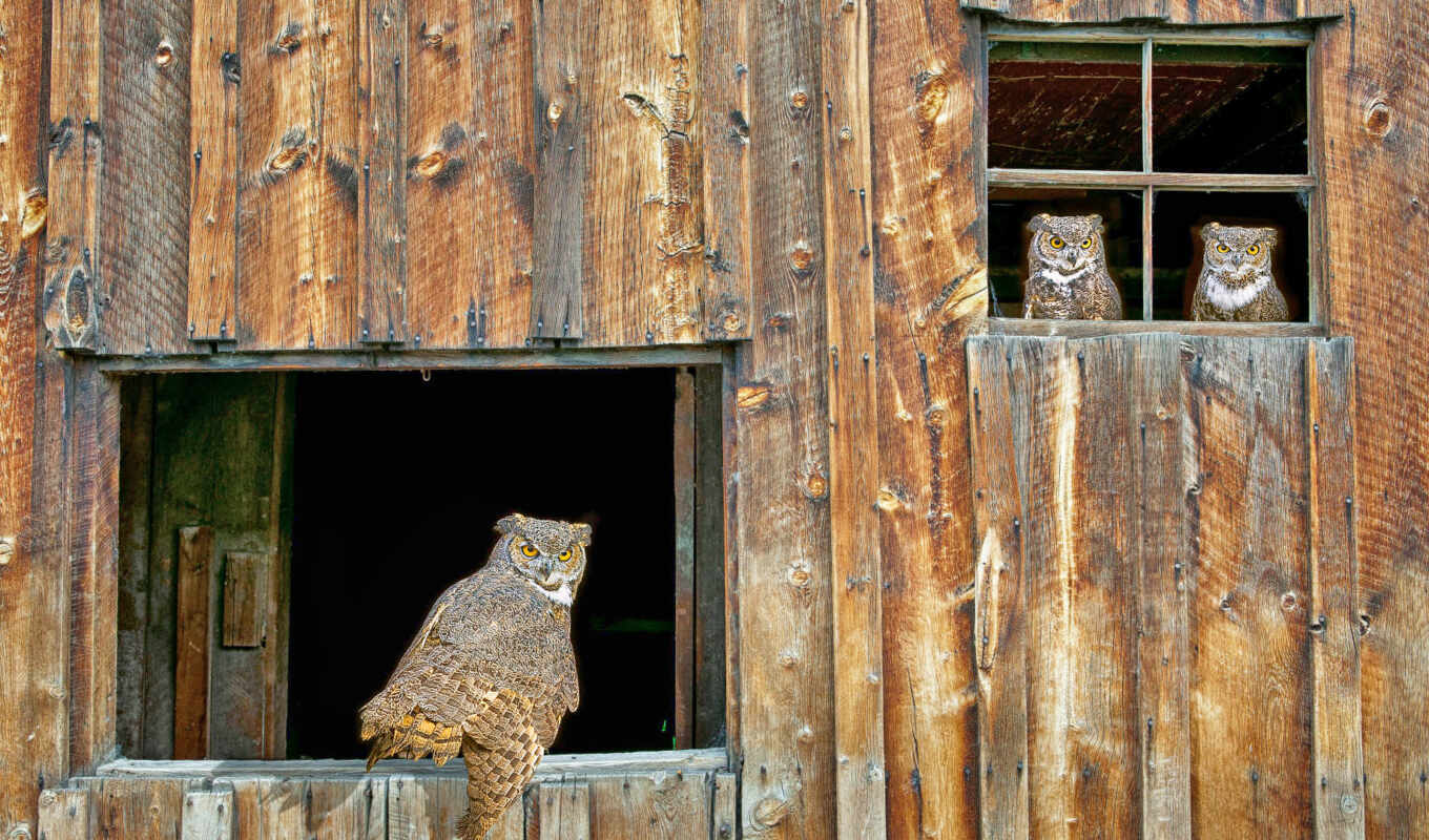 mobile, window, owl, bird, animal, beautiful, snowy, wood, barn, pofoto