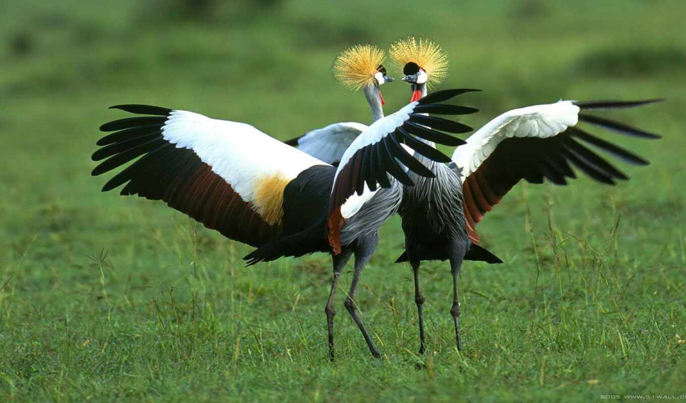 crown, bird, animal, beautiful, crane, safari, uganda