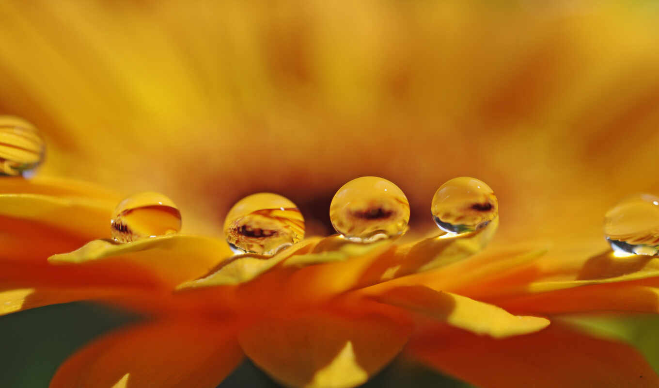 flowers, drops, macro, water, for, branch, day, orange, petals, ecologist