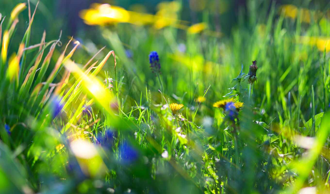 природа, цветы, поле, sunlight, depth