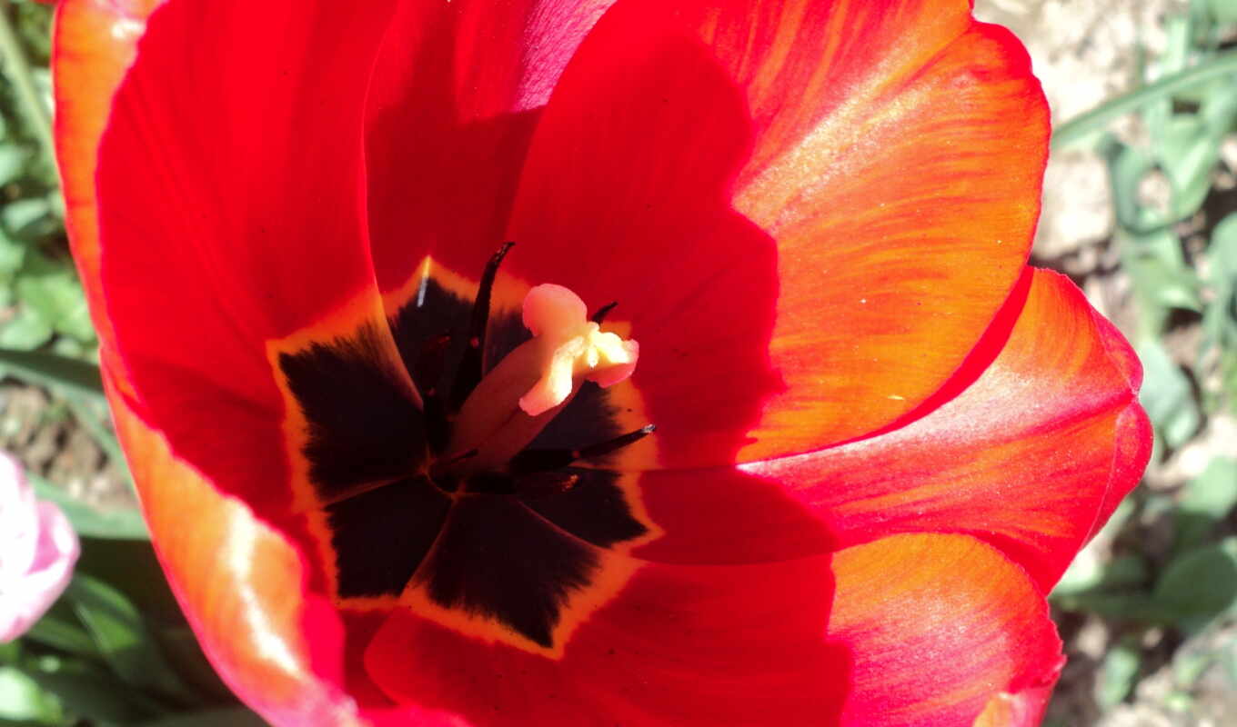 nature, flowers, image, nature, earth, in hand, flower, flowers, kostenlo, oh, hdhintergrundbuild