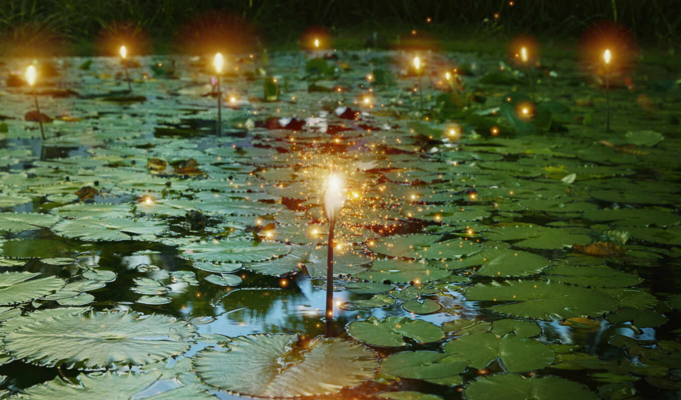 light, lights, photos, images, stock, pond, lily, light bulb, glowing, salaries
