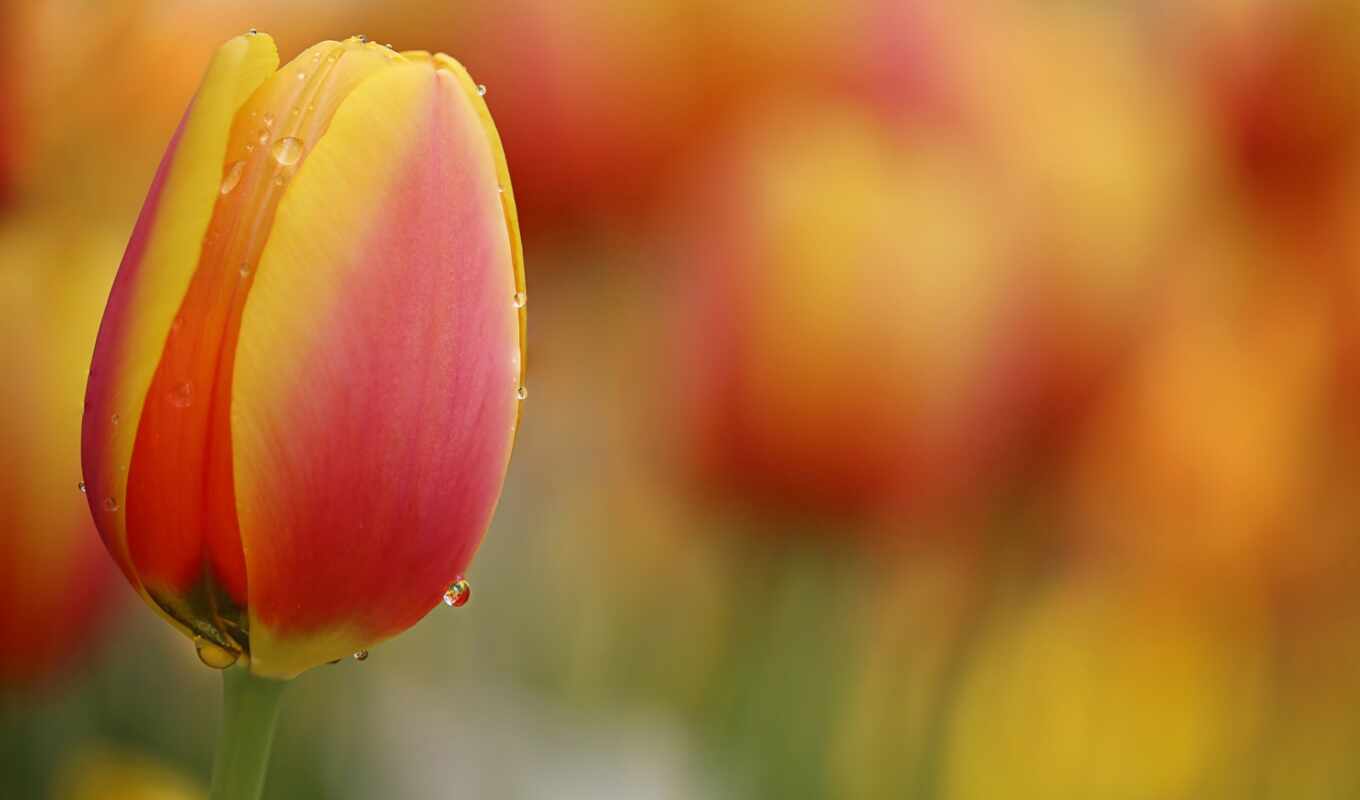 red, yellow, tulip