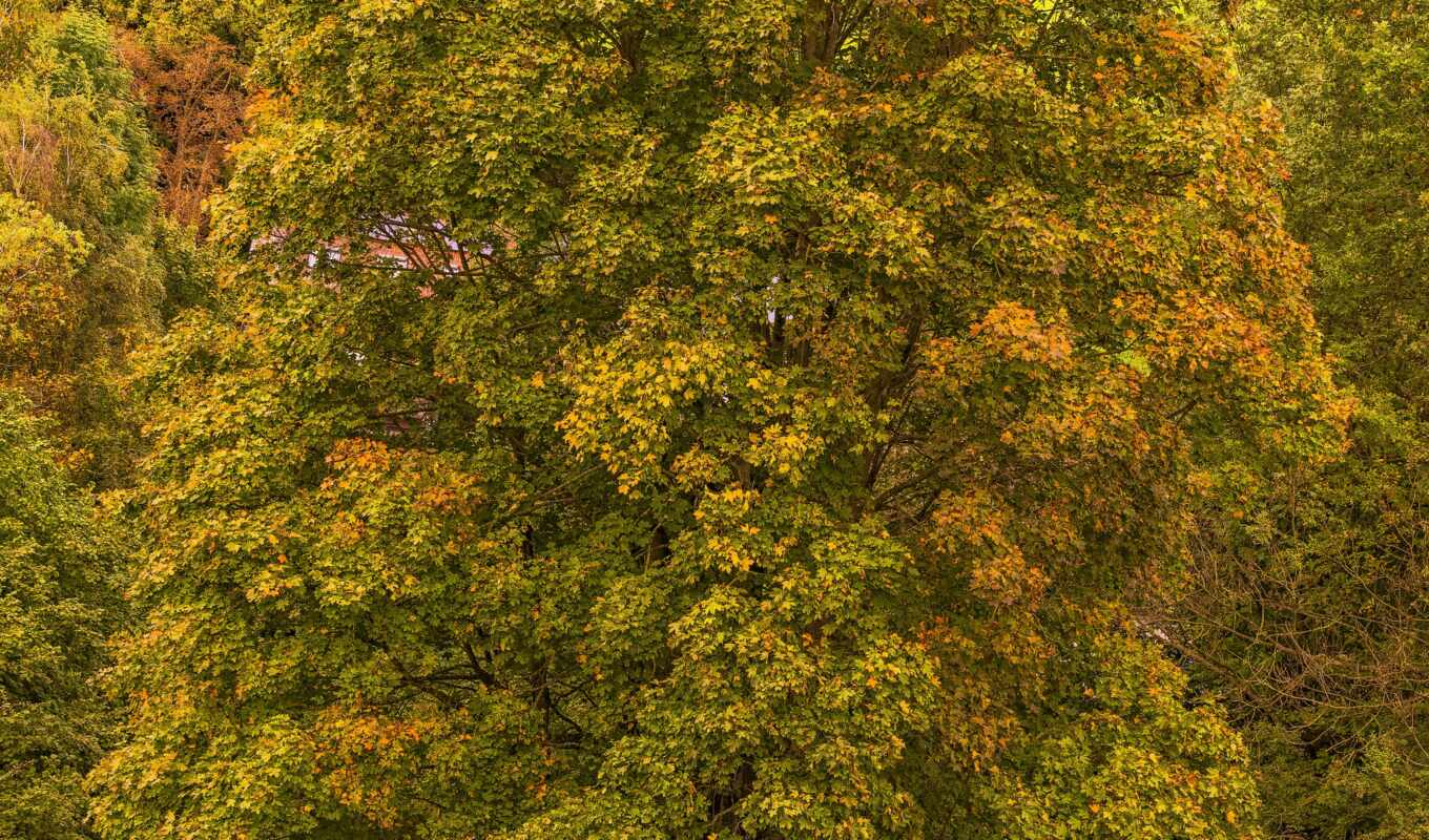 photo, tree, autumn, vegetation, leaf