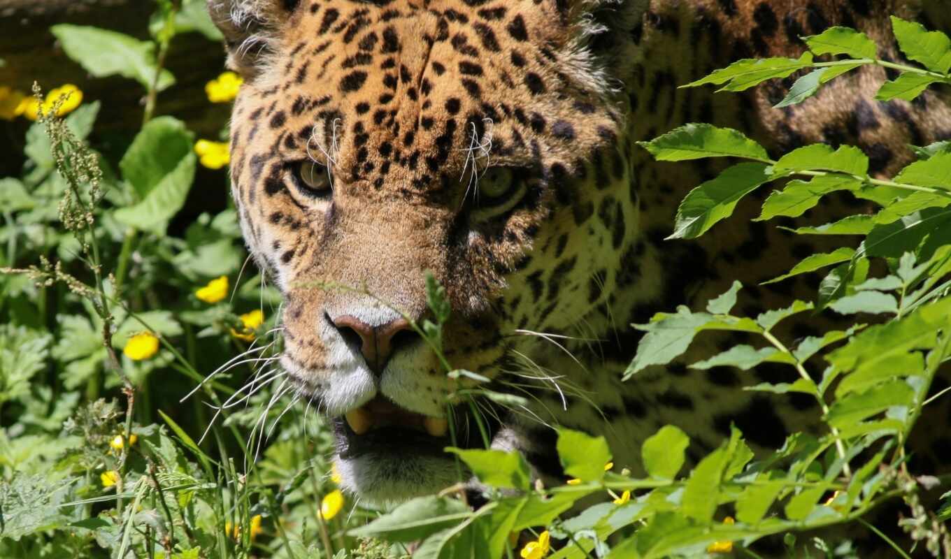 eye, cat, leopard, tiger, cheetah, plant, jaguar, wild cat, felidae, big cat, big cats