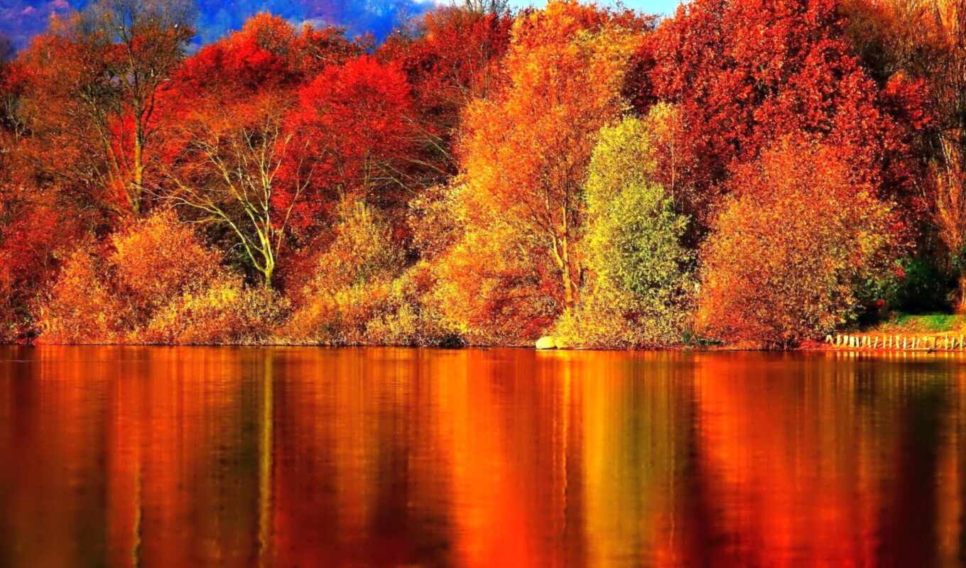 природа, desktop, free, фон, red, лес, осень