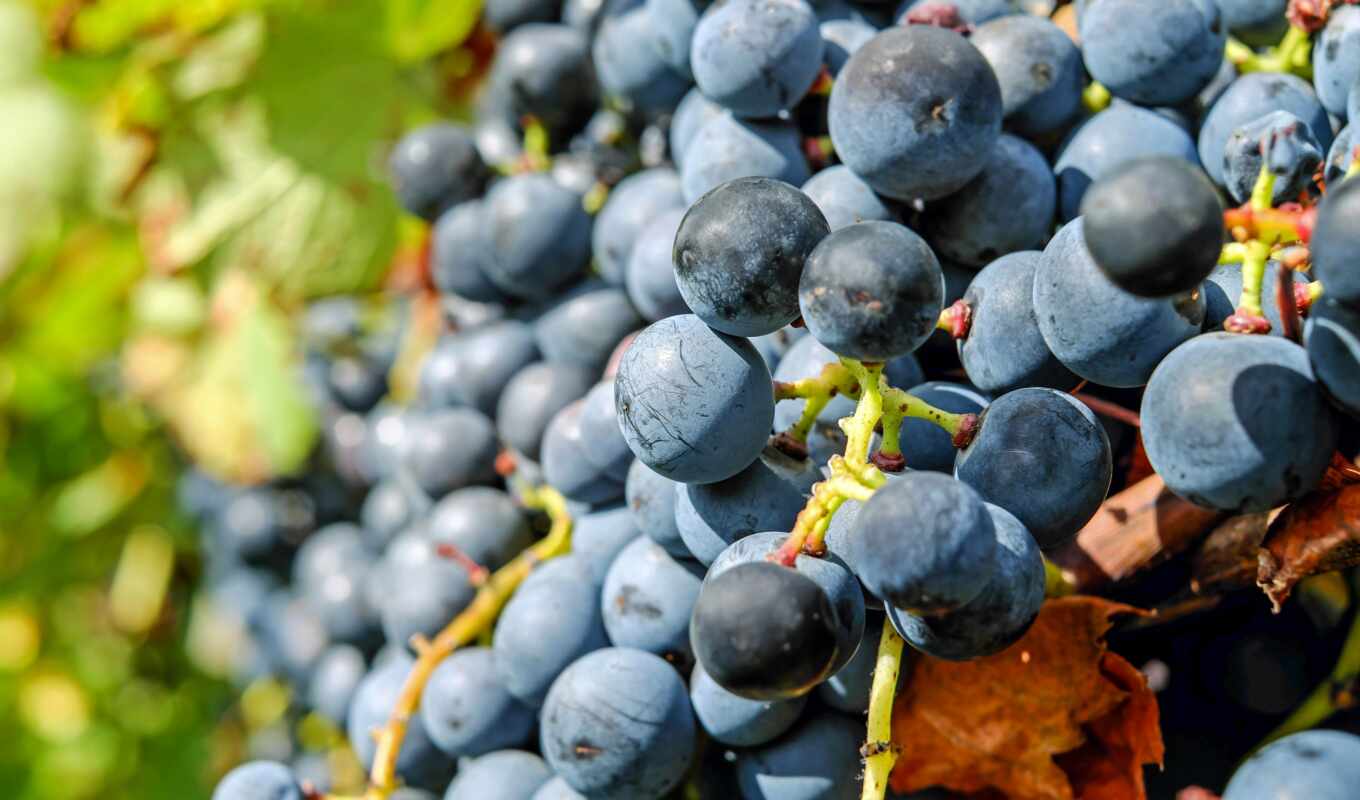 great, место, виноград, посадка, uva, продажа, vinhos