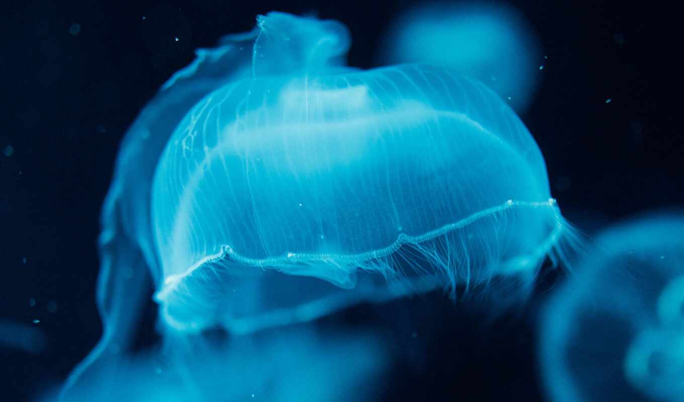blue, jellyfish, underwater