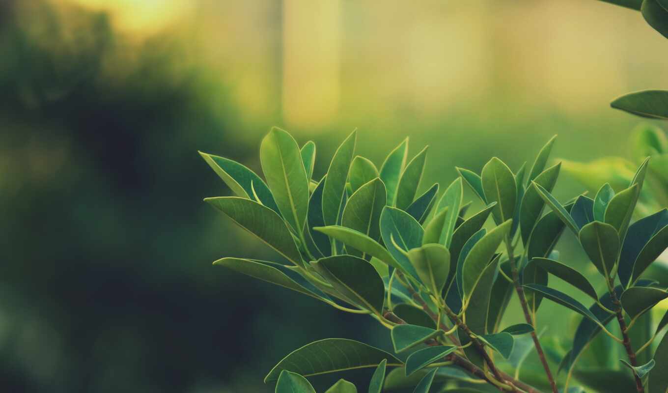лист, зелёный, bush